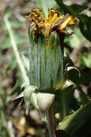 Taraxacum plumbeum agg. \ Fr�nkischer Schwielen-L�wenzahn / Franconian Lesser Dandelion, D Graben-Neudorf 7.4.2025