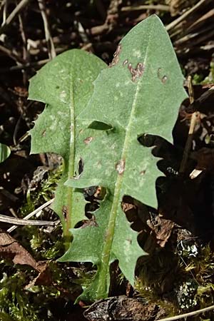 Taraxacum sp.aff. proximum \ Schwielen-L�wenzahn / Lesser Dandelion, D Schwetzingen 22.4.2025
