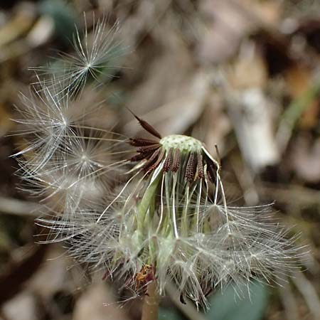 Taraxacum sp.aff. proximum \ Schwielen-L�wenzahn / Lesser Dandelion, D Schwetzingen 22.4.2025