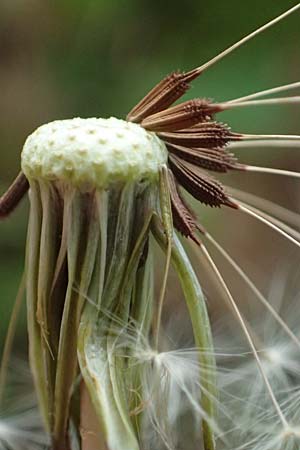 Taraxacum plumbeum agg. \ Fr�nkischer Schwielen-L�wenzahn / Franconian Lesser Dandelion, D Graben-Neudorf 23.4.2025