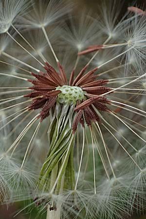 Taraxacum plumbeum agg. \ Fr�nkischer Schwielen-L�wenzahn / Franconian Lesser Dandelion, D Graben-Neudorf 23.4.2025