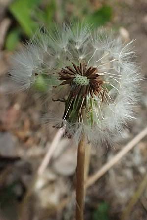 Taraxacum plumbeum agg. \ Fr�nkischer Schwielen-L�wenzahn / Franconian Lesser Dandelion, D Graben-Neudorf 23.4.2025