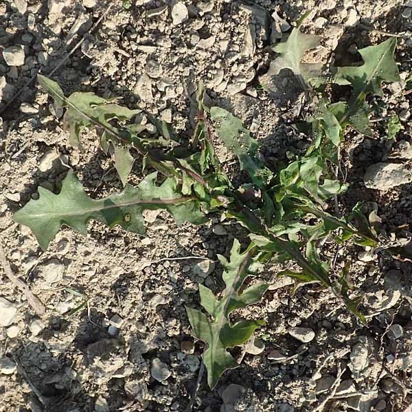 Taraxacum quadrangulum \ Bl�ulichbl�ttriger L�wenzahn / Bluish-Leaved Dandelion, D Werbach 8.4.2017