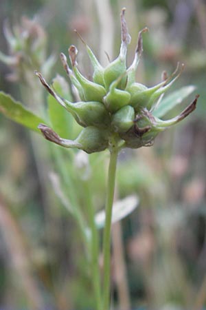 Trigonella caerulea \ Schabzigerklee / Blue Fenugreek, D Pforzheim 28.7.2012