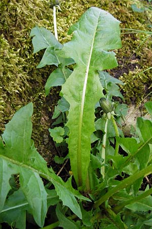 Taraxacum ekmanii ? \ Ekmans L�wenzahn / Ekman's Dandelion, D Offenbach am Main 2.5.2015