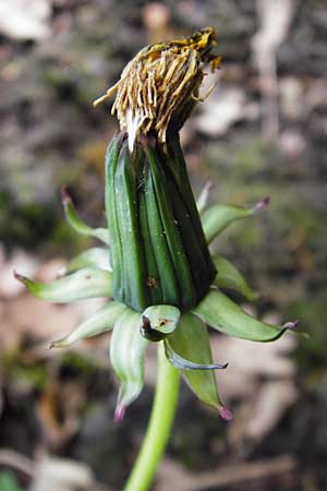 Taraxacum ekmanii ? \ Ekmans L�wenzahn / Ekman's Dandelion, D Offenbach am Main 2.5.2015