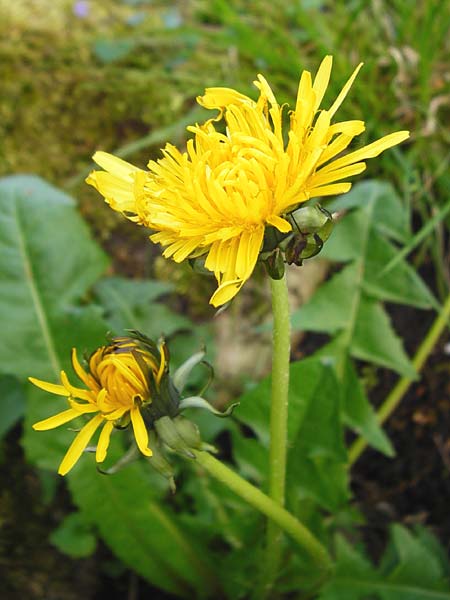 Taraxacum ekmanii ? \ Ekmans L�wenzahn / Ekman's Dandelion, D Offenbach am Main 2.5.2015