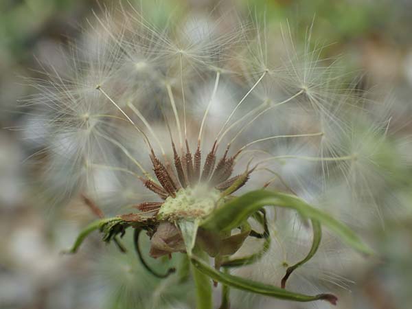 Taraxacum lacistophyllum \ Geschlitztbl�ttriger L�wenzahn / Cut-Leaved Dandelion, D Walldorf 26.4.2018