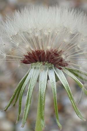 Taraxacum lacistophyllum \ Geschlitztbl�ttriger L�wenzahn / Cut-Leaved Dandelion, D Walldorf 26.4.2018