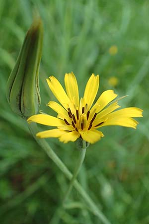 Tragopogon minor / Minor Goat's-Beard, D Oberlaudenbach 13.5.2018