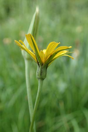 Tragopogon minor / Minor Goat's-Beard, D Oberlaudenbach 13.5.2018