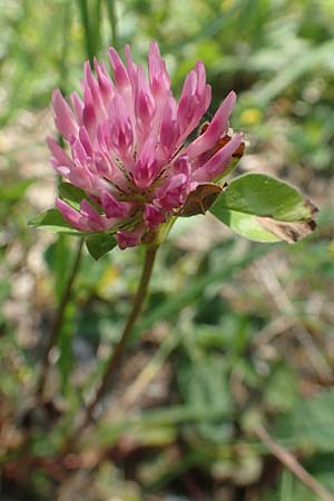 Trifolium pratense \ Rot-Klee, Wiesen-Klee, D Ketsch 21.5.2020