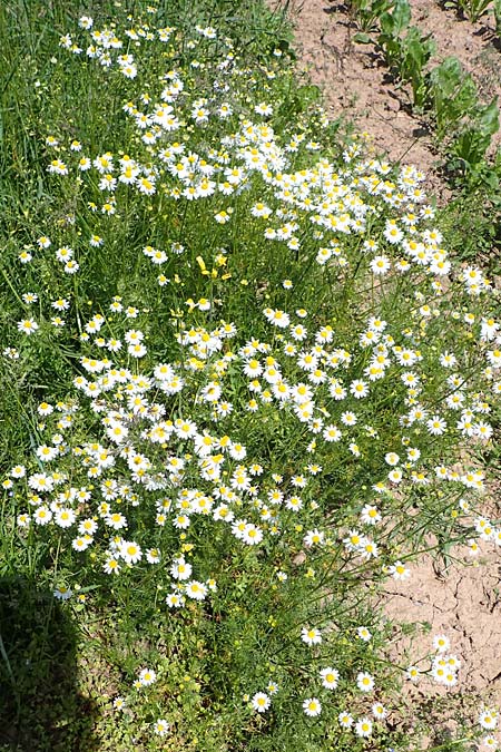 Tripleurospermum inodorum \ Geruchlose Kamille / Scentless Mayweed, D Tiefenbronn-M&uuml;hlhausen 12.6.2021