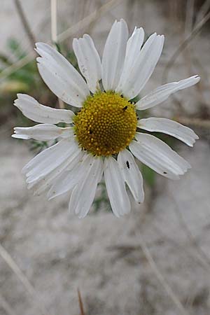 Tripleurospermum maritimum / Scentless Mayweed, D Hohwacht 13.9.2021