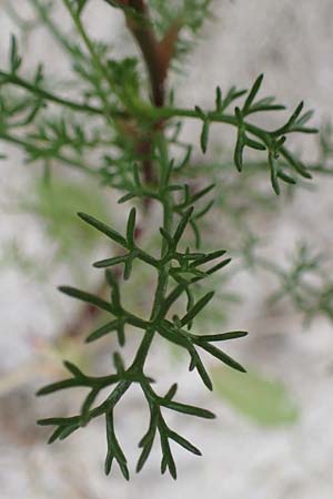 Tripleurospermum maritimum / Scentless Mayweed, D Hohwacht 13.9.2021