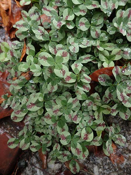 Trifolium repens \ Wei�-Klee, Wei�klee / White Clover, D Eutin 15.9.2021