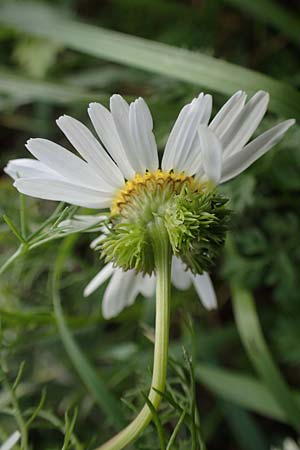 Tripleurospermum inodorum \ Geruchlose Kamille / Scentless Mayweed, D Heidelberg 23.10.2021