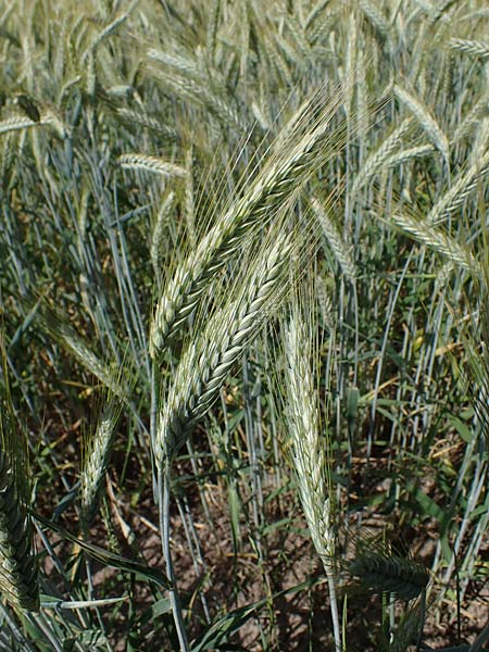 x Triticosecale rimpaui \ Triticale, Hybrid-Roggen, D Odenwald, Lampenhain 17.6.2022