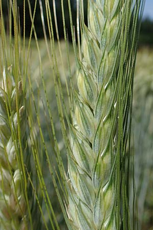 x Triticosecale rimpaui \ Triticale, Hybrid-Roggen, D Odenwald, Lampenhain 17.6.2022