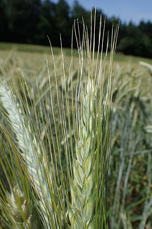 x Triticosecale rimpaui \ Triticale, Hybrid-Roggen, D Odenwald, Lampenhain 17.6.2022