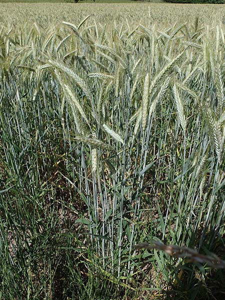 x Triticosecale rimpaui \ Triticale, Hybrid-Roggen, D Odenwald, Lampenhain 17.6.2022