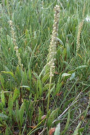 Triglochin maritimum, Arrowgrass