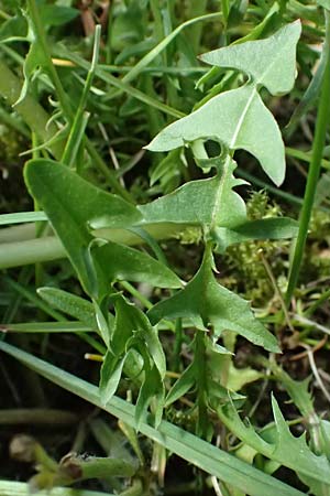 Taraxacum lacistophyllum \ Geschlitztbl�ttriger L�wenzahn / Cut-Leaved Dandelion, D Annweiler 9.5.2024
