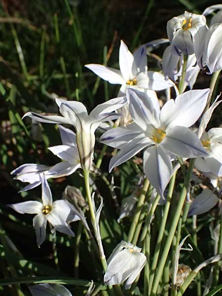 Tristagma sessile \ St�ngelloser Fr�hlingsstern / Spring Star Flower, D Bochum 12.4.2025