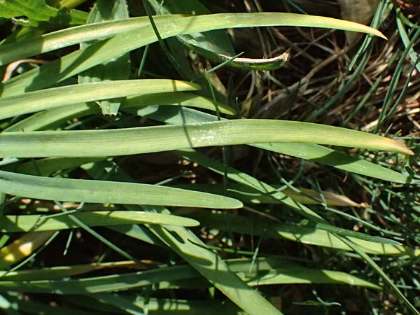 Tristagma sessile \ St�ngelloser Fr�hlingsstern / Spring Star Flower, D Bochum 12.4.2025