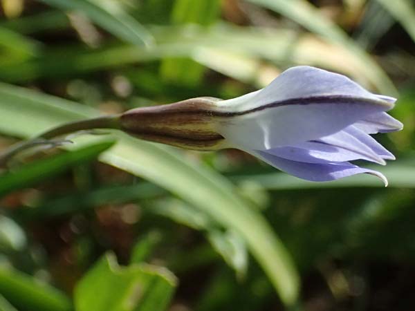 Tristagma sessile \ St�ngelloser Fr�hlingsstern / Spring Star Flower, D Bochum 12.4.2025