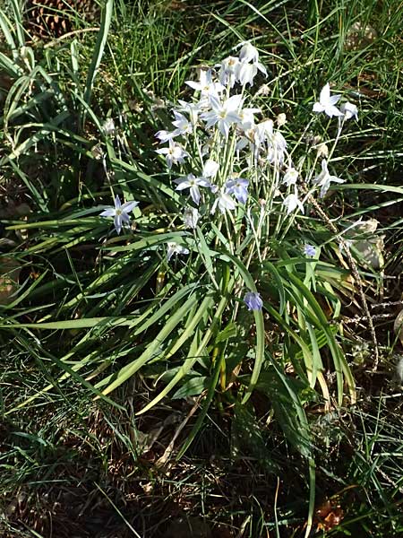 Tristagma sessile \ St�ngelloser Fr�hlingsstern / Spring Star Flower, D Bochum 12.4.2025