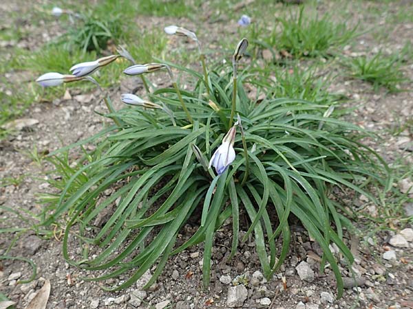 Tristagma sessile \ St�ngelloser Fr�hlingsstern / Spring Star Flower, D Frankfurt-Bockenh 8.4.2017
