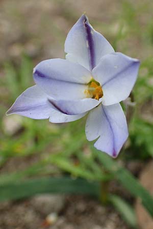 Tristagma sessile \ St�ngelloser Fr�hlingsstern / Spring Star Flower, D Frankfurt-Bockenh 8.4.2017