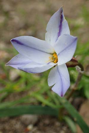 Tristagma sessile \ St�ngelloser Fr�hlingsstern / Spring Star Flower, D Frankfurt-Bockenh 8.4.2017