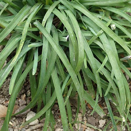 Tristagma sessile \ St�ngelloser Fr�hlingsstern / Spring Star Flower, D Frankfurt-Bockenh 8.4.2017