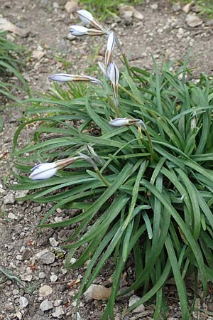 Tristagma sessile \ St�ngelloser Fr�hlingsstern / Spring Star Flower, D Frankfurt-Bockenh 8.4.2017