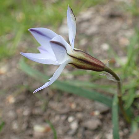 Tristagma sessile \ St�ngelloser Fr�hlingsstern / Spring Star Flower, D Frankfurt-Bockenh 8.4.2017
