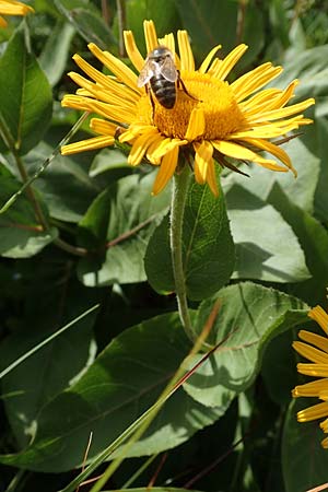 Telekia speciosissima \ Kleine Telekie, Pr�chtige Telekie / Dwarf Oxeye, D Botan. Gar.  Universit.  T&uuml;bingen 17.6.2017