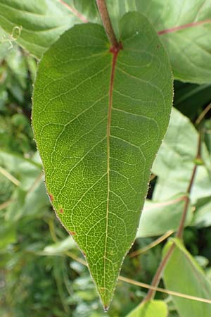 Telekia speciosissima \ Kleine Telekie, Pr�chtige Telekie / Dwarf Oxeye, D Botan. Gar.  Universit.  T&uuml;bingen 17.6.2017