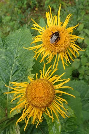 Telekia speciosa / Yellow Oxeye, D Black-Forest, Holzbachtal 27.7.2017