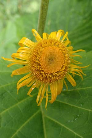 Telekia speciosa / Yellow Oxeye, D Black-Forest, Holzbachtal 27.7.2017