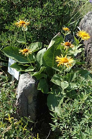 Telekia speciosissima \ Kleine Telekie, Pr�chtige Telekie / Dwarf Oxeye, D Botan. Gar.  Universit.  T&uuml;bingen 6.6.2018