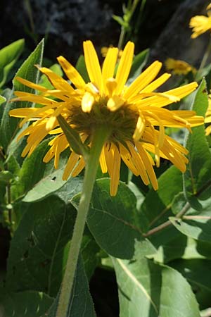 Telekia speciosissima \ Kleine Telekie, Pr�chtige Telekie / Dwarf Oxeye, D Botan. Gar.  Universit.  T&uuml;bingen 6.6.2018