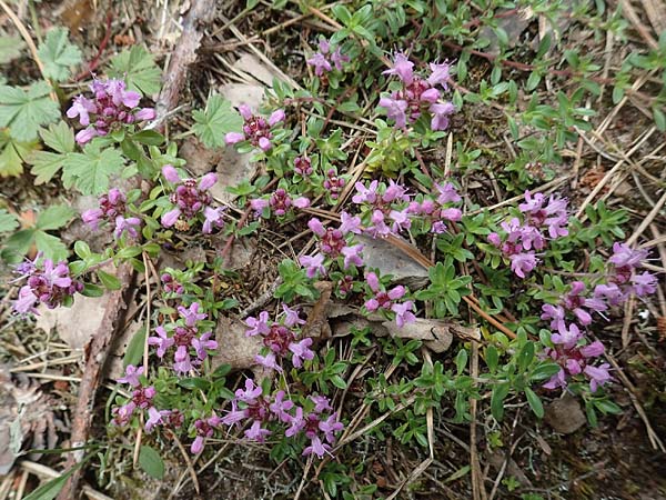Thymus serpyllum \ Sand-Thymian / Breckland Thyme, D Schwetzingen 22.6.2018