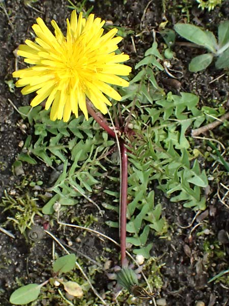 Taraxacum lacistophyllum \ Geschlitztbl�ttriger L�wenzahn / Cut-Leaved Dandelion, D Karlsruhe 5.4.2024