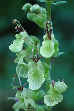 Teucrium scorodonia \ Salbei-Gamander / Wood Sage, D Erfweiler 11.8.2024