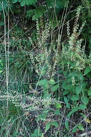 Teucrium scorodonia \ Salbei-Gamander / Wood Sage, D Erfweiler 11.8.2024