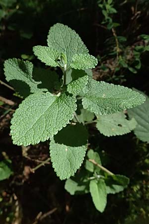Teucrium scorodonia \ Salbei-Gamander / Wood Sage, D Erfweiler 11.8.2024