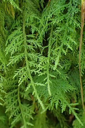 Thuidium tamariscinum \ Thujamoos / Delicate Fern Moss, D Schwarzwald/Black-Forest, Allerheiligen 1.8.2017