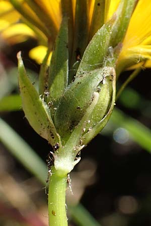 Taraxacum trilobifolium \ Stufenbl�ttriger L�wenzahn / Stair-Leaved Dandelion, D Darmstadt 9.5.2008